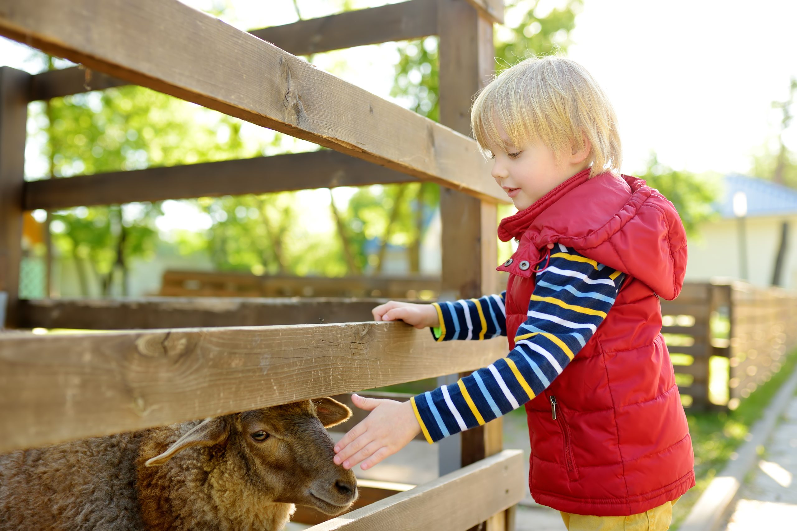 Vorwind Verein | Kleiner Junge streichelt Schafe. Kind im Streichelzoo im Freien